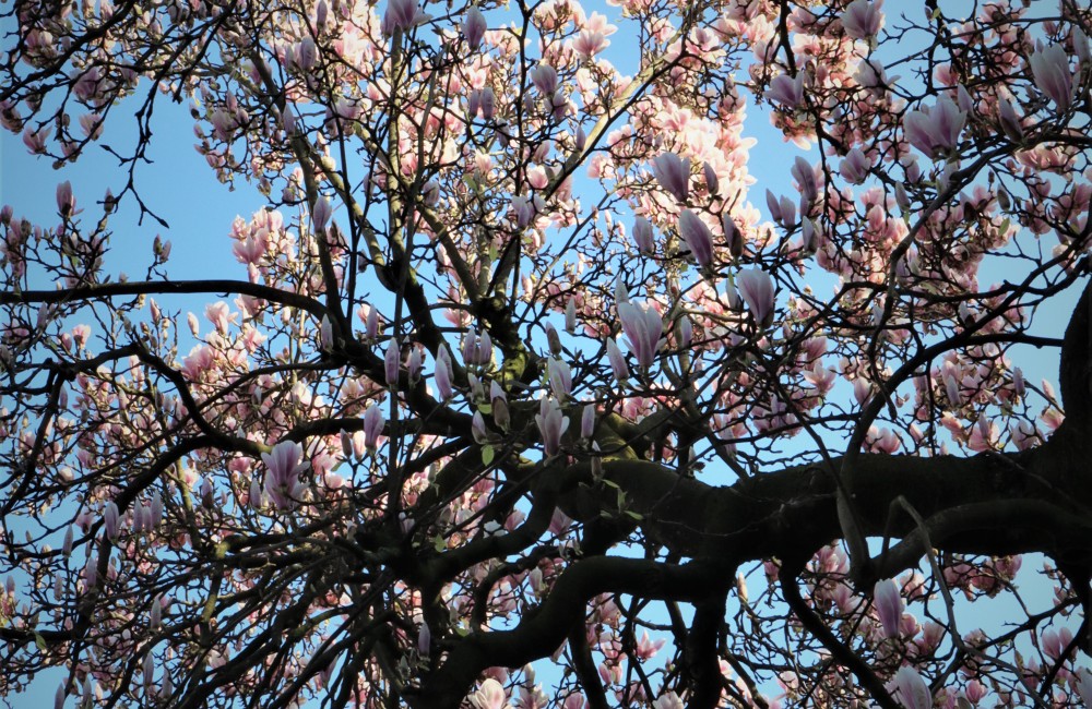 Writing in the chapel 10 maart: Bloei Writing in the chapel 10 maart: Bloei